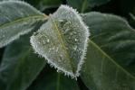 frozen nature